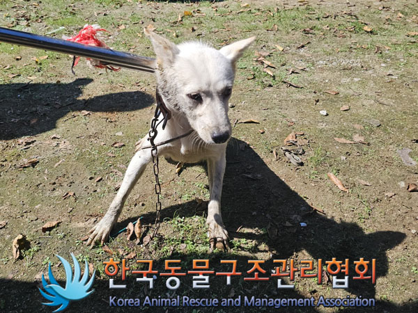한국동물구조관리협회_441560202301123